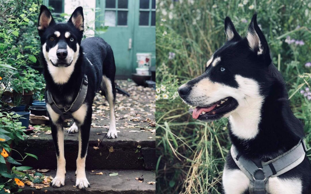 Husi | Husky-Mix-Hündin | 2 Jahre