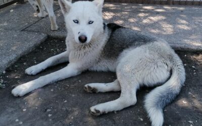 Olina | Husky-Hündin | 9 Monate