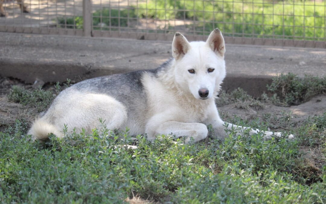 Irina | Husky-Hündin | 9 Monate