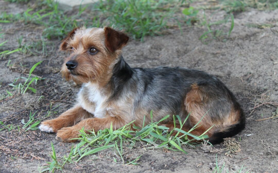 Bingo | Yorkshire Terrier | 2 Jahre