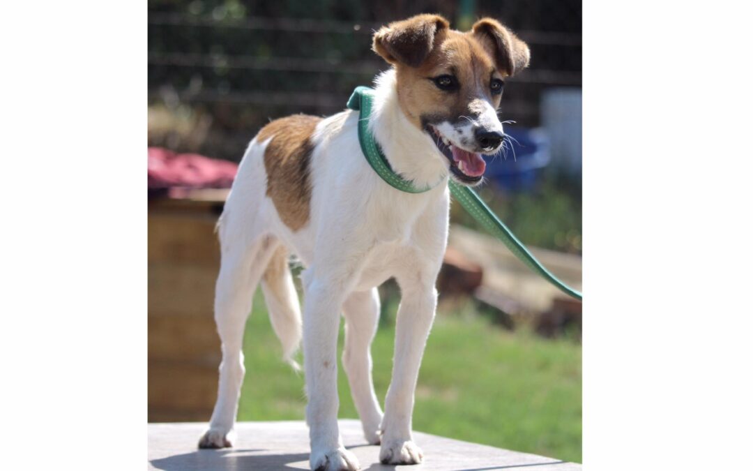 Janka | Foxterrier-Mix-Hündin | 9 Monate