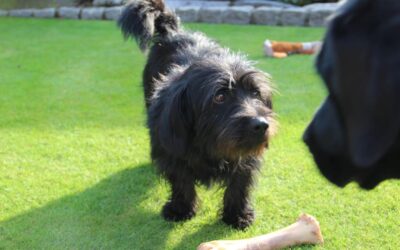 Tádé | Mischlings-Rüde | 5 Jahre