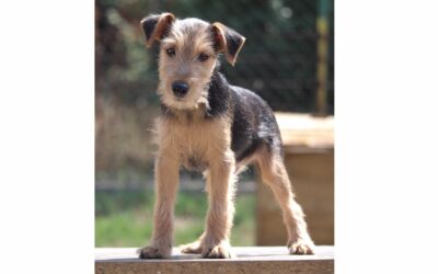 Belán | Terrier-Mix-Rüde | 5 Monate