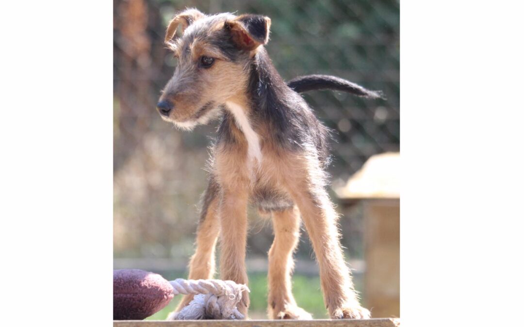 Béli | Terrier-Mix-Rüde | 5 Monate