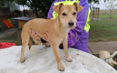 Zitus | Terrier-Mix-Hündin | 3 Monate