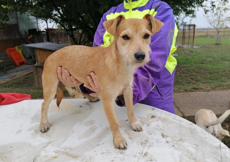 Zitus | Terrier-Mix-Hündin | 3 Monate