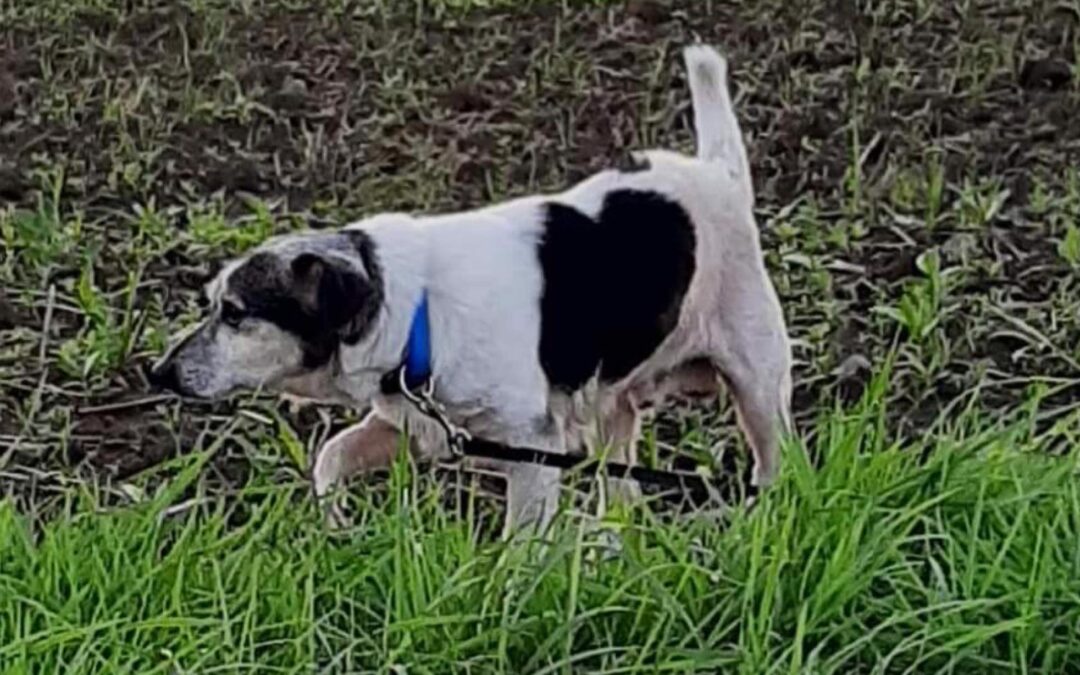 Willi | Jack Russel Terrier | 13 Jahre