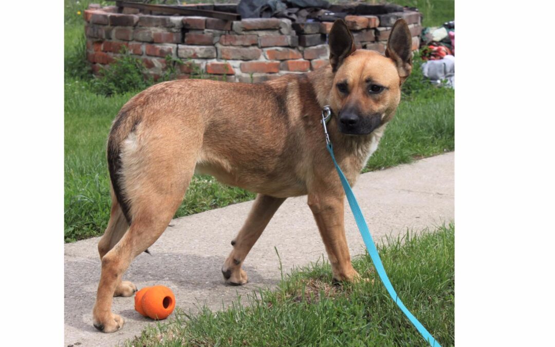 Pancsi | Malinois-Mix-Hündin | 2 Jahre