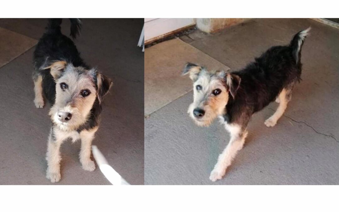 Trézsi | Terrier-Mix-Hündin | 7 Monate