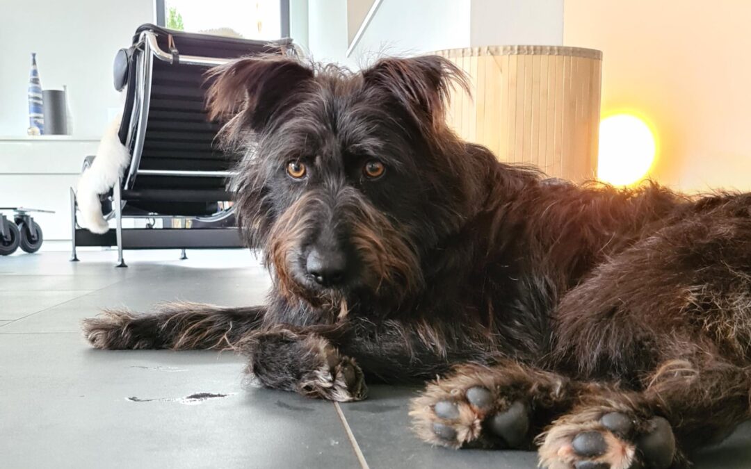 Toto | Schnauzer-Puli-Mix | 1 Jahr