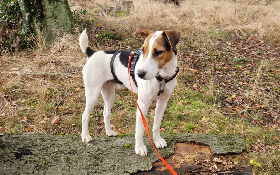 Peres | Terrier-Rüde | 1 Jahr