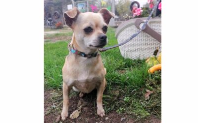 Parfüm | Chihuahua-Mix-Hündin | 5 Jahre