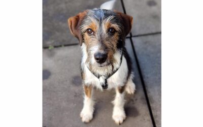 Fido | Terrier-Mischling | 6 Monate