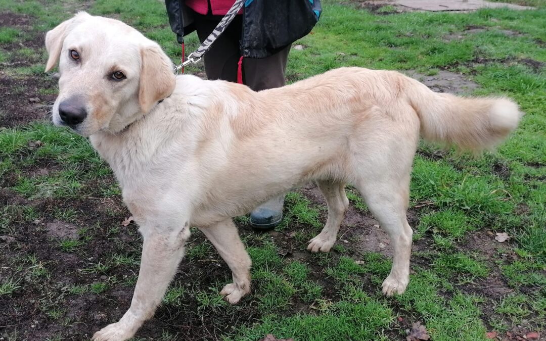 Hékás | Golden Retriever-Mix-Rüde | 1 Jahr