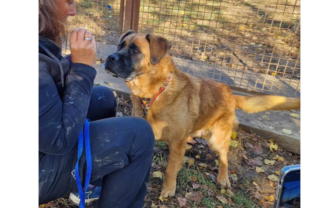 Jack | Boxer-Schäferhund-Mischling | 9 Jahre