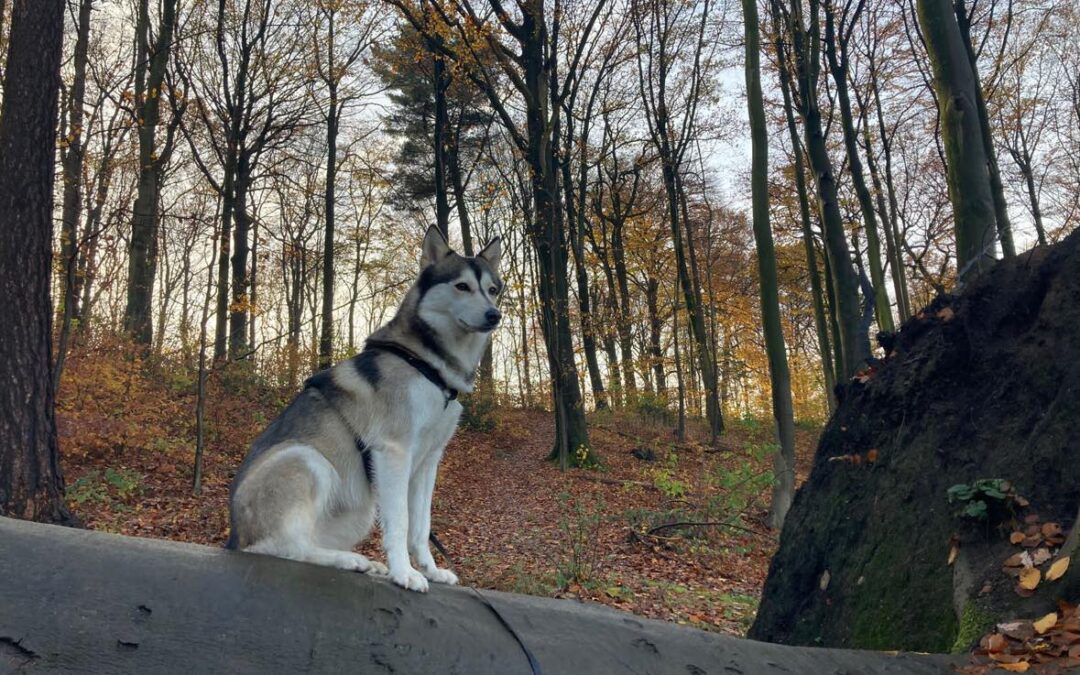 Olga | Husky-Hündin | 3 Jahre