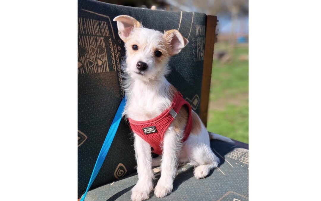 Kinder | Chihuahua-Terrier-Mix-Rüde | 3 Monate