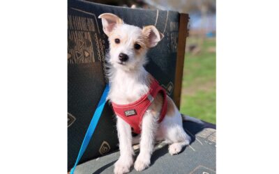 Kinder | Chihuahua-Terrier-Mix-Rüde | 3 Monate