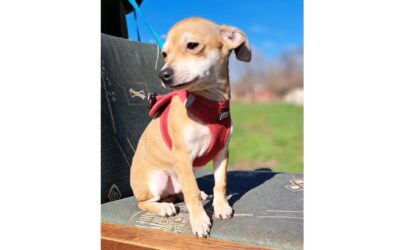 Pite | Chihuahua-Terrier-Mix-Rüde | 3 Monate