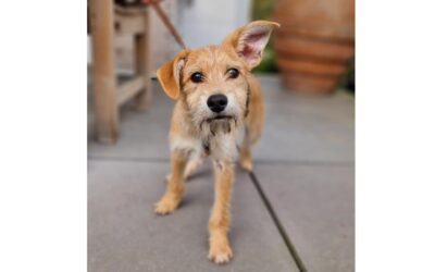 Kesu | Chihuahua-Terrier-Mix | 3 Monate