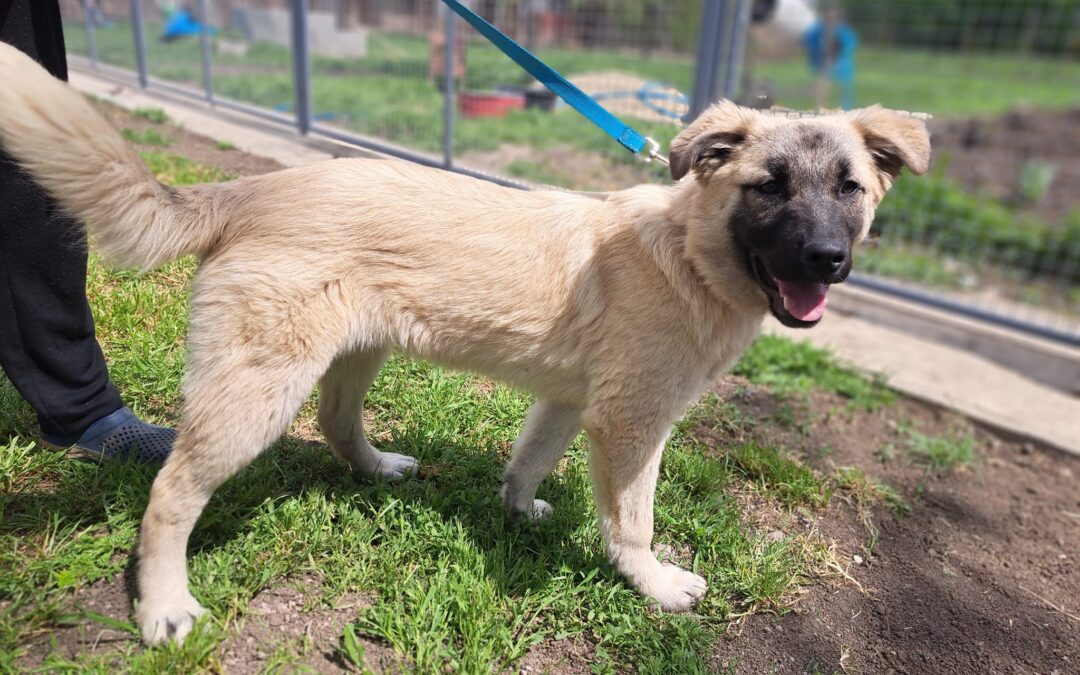 Deli | Schäferhund-Mischling | 6 Monate