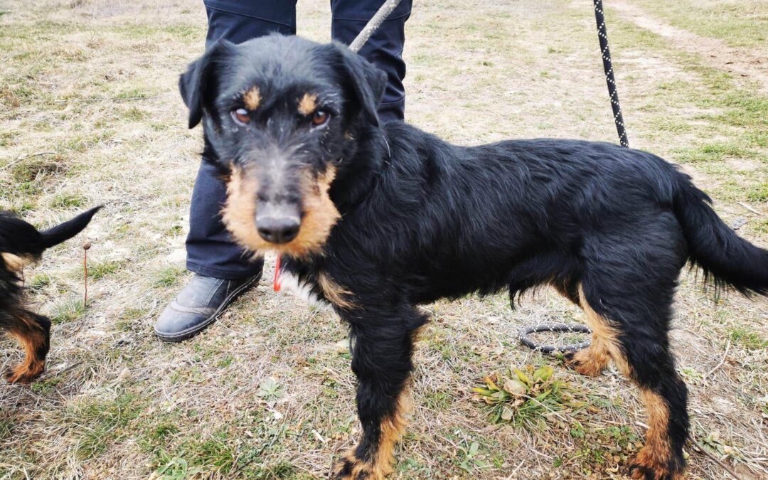 Dallas | Jagdterrier-Mischling | 3 Jahre