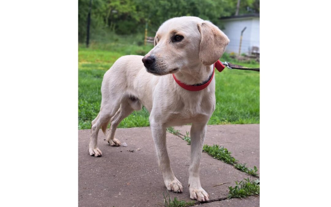 Simon | Labrador-Mischlings-Rüde | 2 Jahre