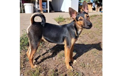 Solar | Terrier-Mix-Rüde | 5 Monate