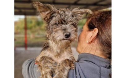 Dotti | Yorkshire-Terrier-Mix-Hündin | 6 Monate