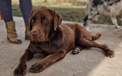 Mixi | Labrador-Mix-Rüde | 1 Jahr