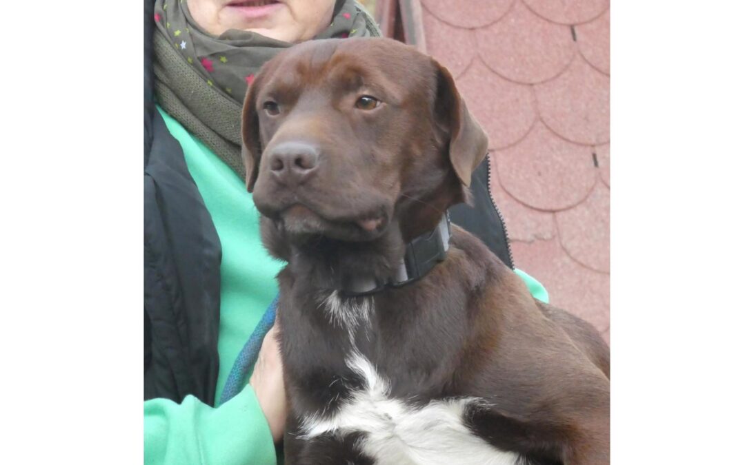 Csoko | Labrador-Mix-Rüde | 1 Jahr