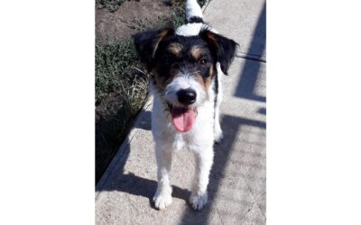 Tessa | Terrier-Mix-Hündin | 1Jahr