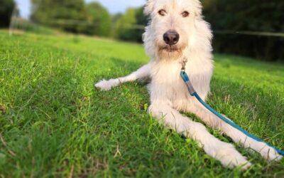 Willy | Mischling | 3 Jahre