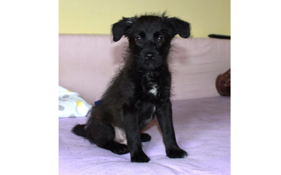 Pancho | Mischling | 4 Monate