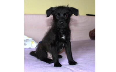Pancho | Mischling | 4 Monate