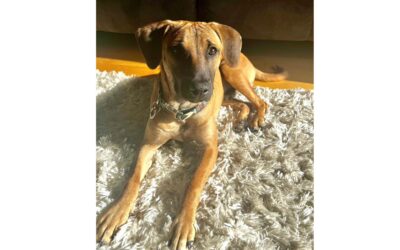 Hubertus | Mischlings-Rüde | 8 Monate