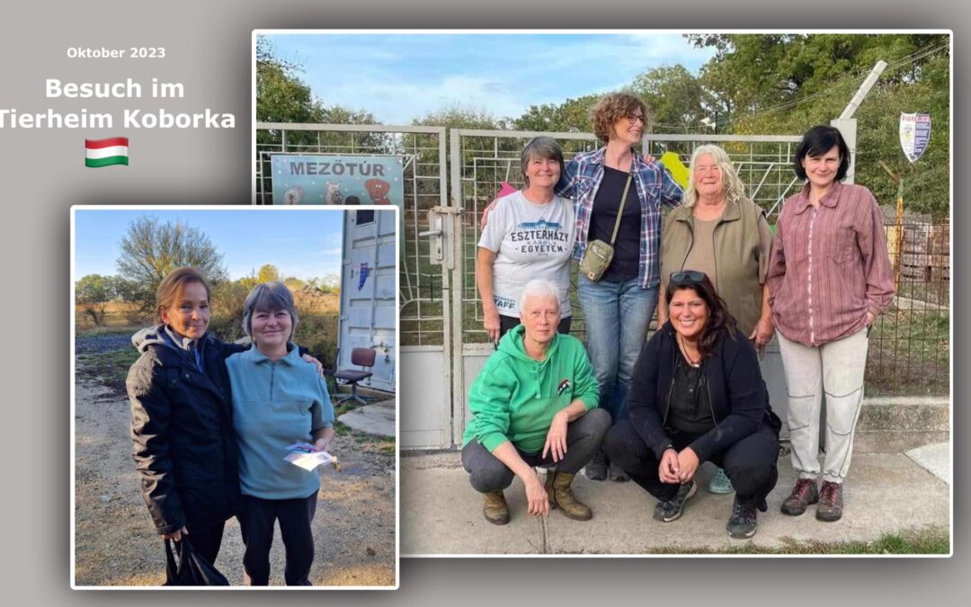 Besuch in unserem Partnertierheim Koborka – August 2023