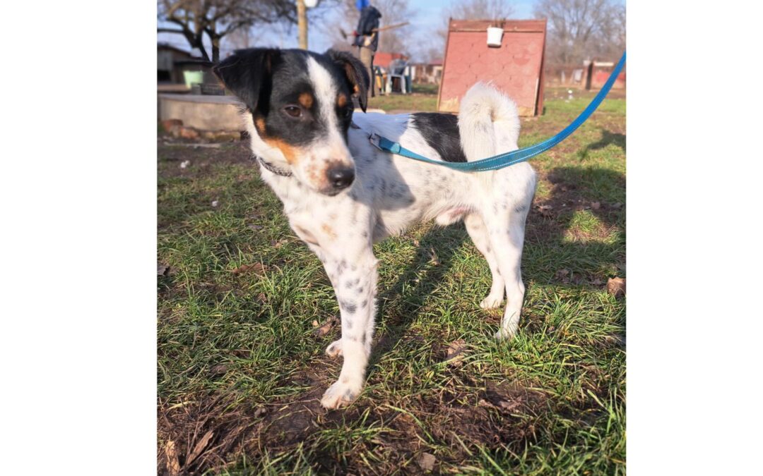 Lurkó | Terrier-Mix-Rüde | 11 Monate