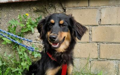 Sapi | Mischlings-Rüde | 1 Jahr