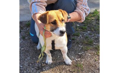 Amper | Terrier-Mischling | 1 Jahr