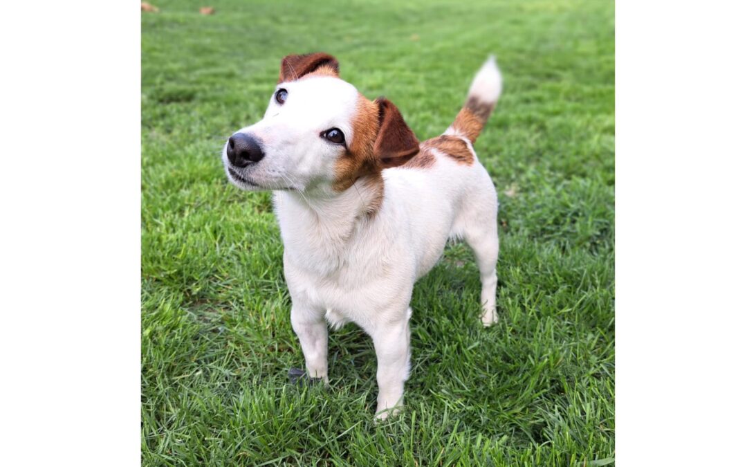 Baba | Terrier-Mix-Hündin | 1 Jahr