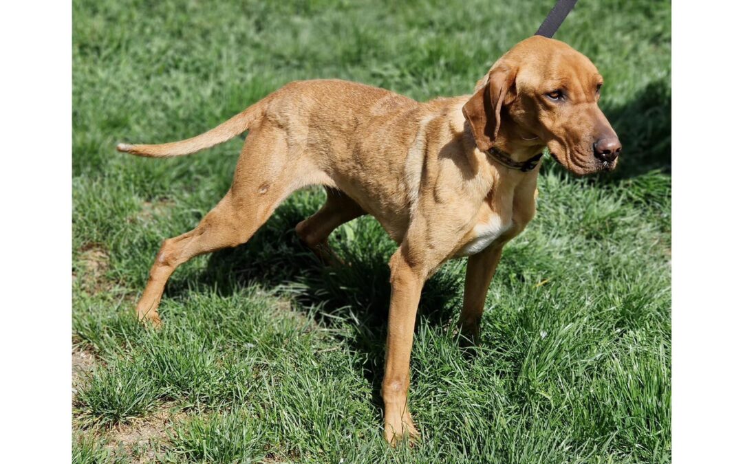 Rumli | Vizsla-Hündin | 2 Jahre
