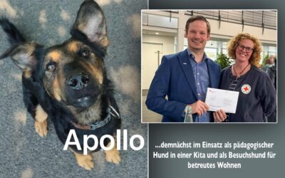 Tierschutzhund Apollo macht Karriere