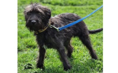 Pubi | Mischlings-Rüde | 6 Monate