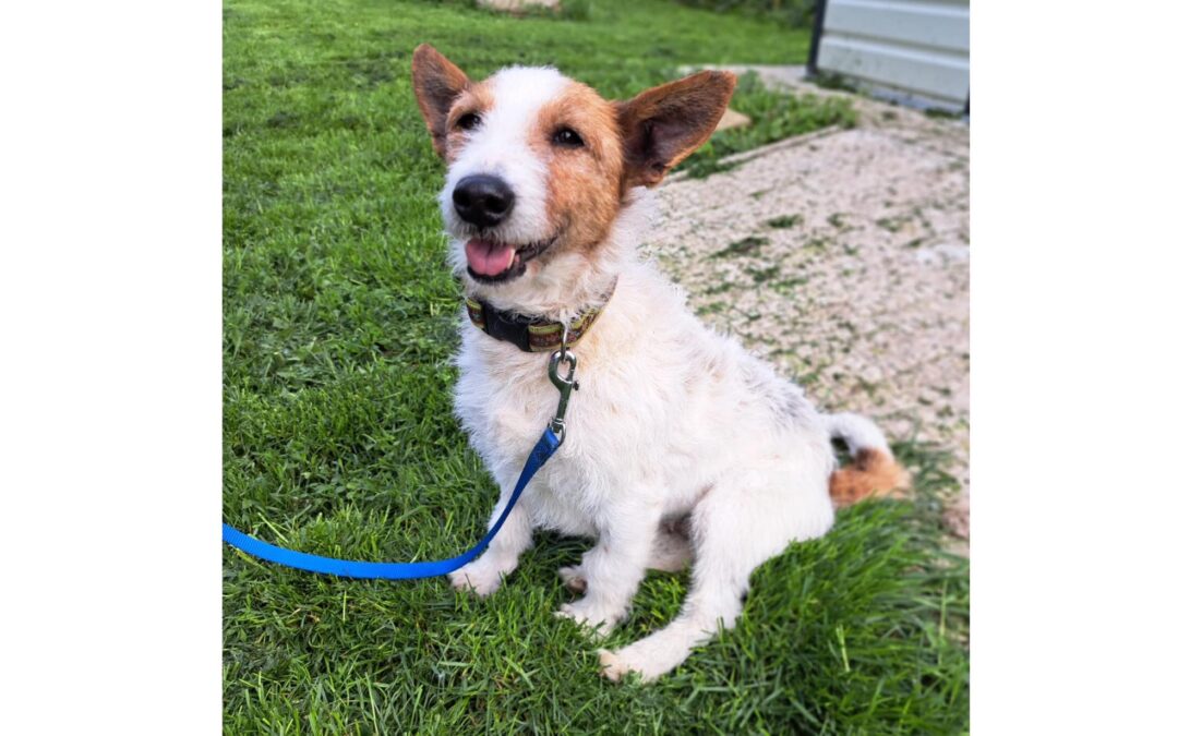 Bibi | Terrier-Mix-Hündin | 8 Jahre