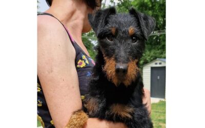 Pityi | Jagdterier-Rüde | 1 Jahr