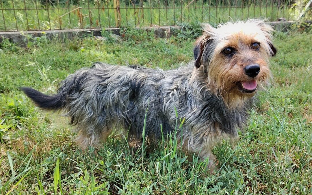 Stopi | Yorkshire-Mix-Rüde | 3 Jahre