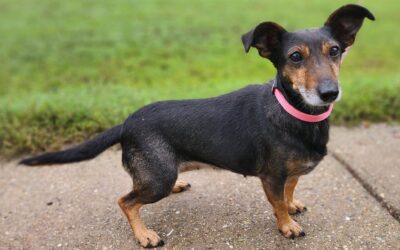 Kató | Dackel-Mix-Hündin | 8 Jahre