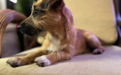 Lida | Mischlings-Hündin | 1 Jahr