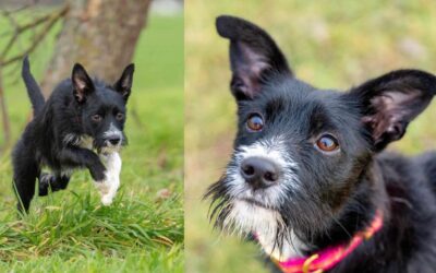 Stella | Terrier-Mix-Hündin | 9 Monate